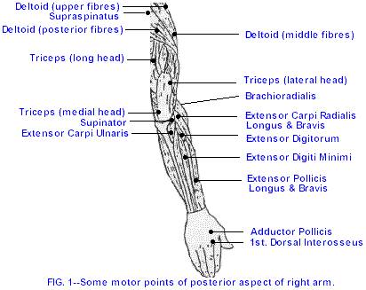 Elbow examination for tennis elbow motor point tenderness